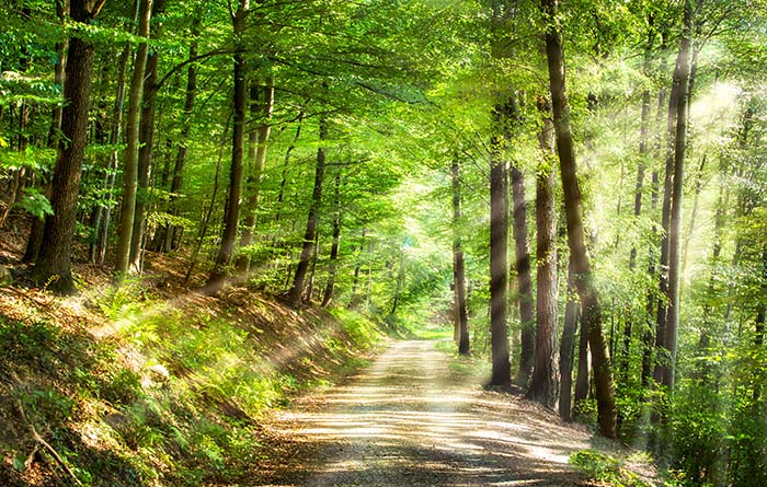 Vision des rayons lumineux lors d'une balade en forêt